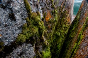 AlexMessenger Lichen and Moss, Big Bay State Park1366.jpg
